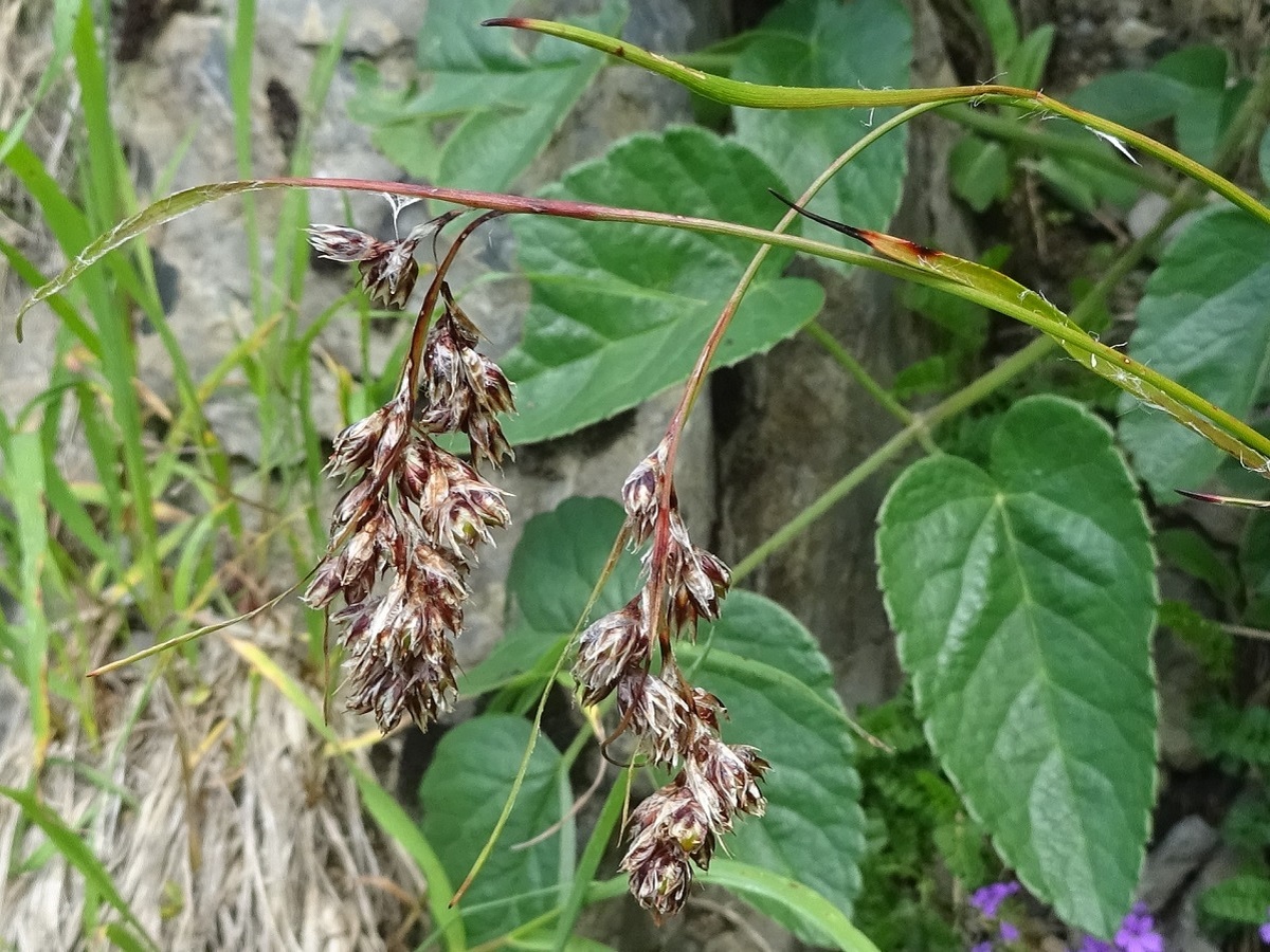 Luzula pediformis (Juncaceae)